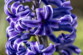 Single blue flower of a hyacinth (Hyacinthus), garden hyacinth, detail, macro