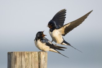 Male barn swallow (Hirundo rustica) approaching the female for mating, Hesse, Germany, Europe