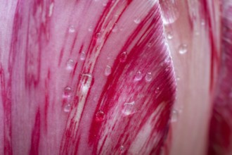 Detail, pink-red-white flower, tulip (Tulipa), pearly water droplets