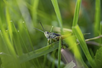 Great green bush cricket (locusta), grasshopper, on a blade of grass in a meadow, Tyrol, Austria,