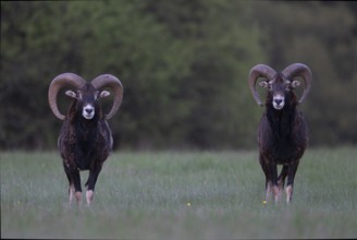 European mouflon (Ovis gmelini musimon, Syn.: Ovis orientalis musimon, Ovis aries musimon),