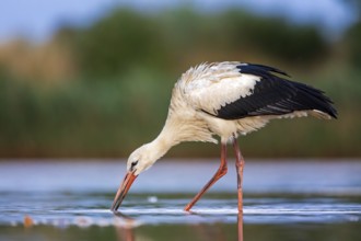 White Stork (Ciconia ciconia) foraging in shallow water, Saxony-Anhalt, Germany, Europe
