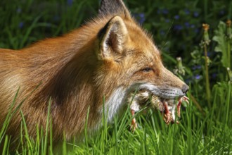Red fox (Vulpes vulpes) running through meadow with mouthful of chicks after raiding chicken coop