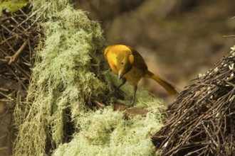 Golden Bowerbird (Prionodura newtoniana) male, Queensland, Australia, Oceania