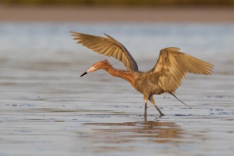 Reddish Egret (Egretta rufescens), Florida, USA, North America