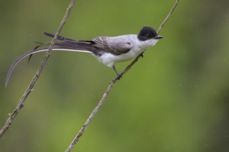 Fork-tailed Flycatcher (Tyrannus savana) perched on a branch in the Atlantic rainforest of