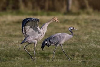Common Crane (Grus grus) juvenile, Mecklenburg-Western Pomerania, Germany, Europe
