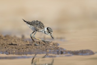 Spur-winged Lapwing (Vanellus spinosus) chick foraging, Eilat Israel