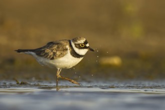 Little Ringed Plover (Charadrius dubius) female foraging, North Rhine-Westphalia, Germany, Europe
