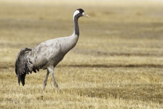 Common Crane (Grus grus), Laguna de Gallocanta, Spain, Europe