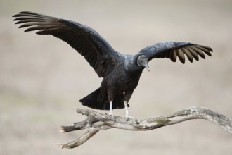 Black Vulture (Coragyps atratus), Texas, USA, North America