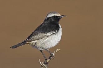 Red-rumped Wheatear (Oenanthe moesta) male, Morocco, Africa
