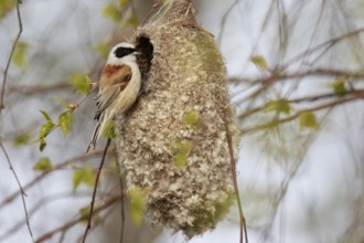 Eurasian Penduline Tit (Remiz pendulinus) female at nest, Poland, Europe
