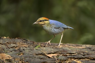 Blue Pitta (Hydrornis cyaneus) male perched on an old tree trunk, Kaeng Krachan, Thailand, Asia