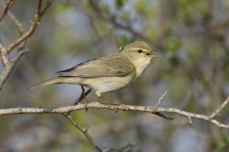 Willow Warbler (Phylloscopus trochilus), Saxony, Germany, Europe