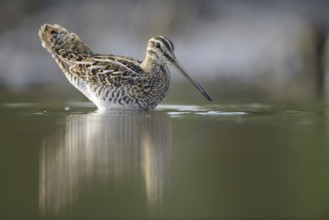 Common Snipe (Gallinago gallinago), Thuringia, Germany, Europe