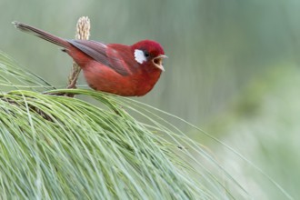 Red Warbler (Cardellina rubra) perched on a branch in Oaxaca, Mexico, Central America