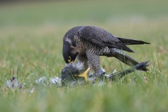 Peregrine Falcon (Falco peregrinus) captive, with prey, Saxony, Germany, Europe