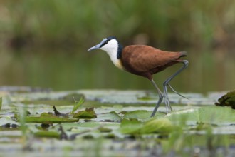 African Jacana (Actophilornis africanus) foraging, Uganda, Africa