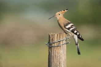 Eurasian Hoopoe (Upupa epops) perched on a post, Aosta Valley, Italy, Europe