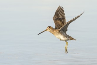 Wilson's Snipe (Gallinago delicata) flying, British Columbia, Canada, North America