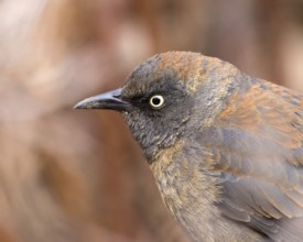 Rusty Blackbird, Euphagus carolinus, in winter plumage, close-up in Saskatoon, Saskatchewan