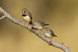 Zebra Finch (Taeniopygia guttata castanotis), Northern Territory, Australia, Oceania
