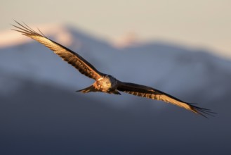 Red Kite (Milvus milvus) flying, Madrid, Spain, Europe