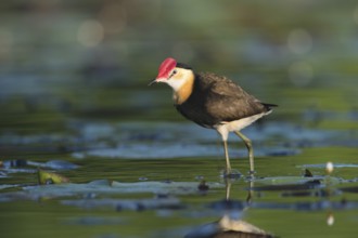 Comb-crested Jacana (Irediparra gallinacea), Queensland, Australia, Oceania