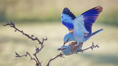 European Roller (Coracias garrulus) pair mating, Hungary, Europe