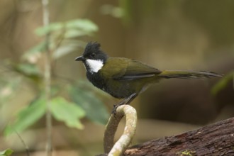 Eastern Whipbird (Psophodes olivaceus) perched on a branch, Queensland, Australia, Oceania