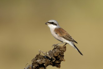 Grauwe Klauwier man zittend op stam, Red-backed Shrike male sitting on branch