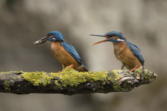 Ijsvogel, Kingfisher, Alcedo atthis ispida