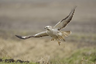 Common Buzzard (Buteo buteo) flying, North Rhine-Westphalia, Germany, Europe