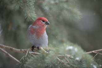 Pine Grosbeak (Pinicola enucleator) male perched on a branch, Wyoming, USA, North America