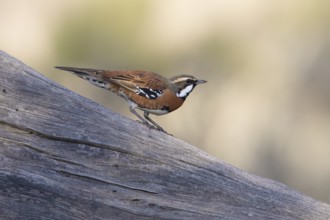 Chestnut-breasted Quail-thrush (Cinclosoma castaneothorax) male, New South Wales, Australia,
