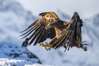 White-tailed eagle (Haliaeetus albicilla), in flight, Lofoten, Norway, Europe