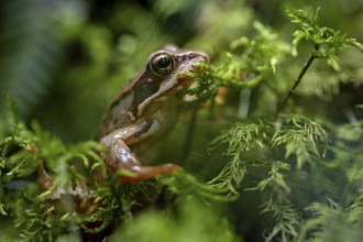 Grass frog (Rana temporaria) in moss, close-up, Tyrol, Austria, Europe