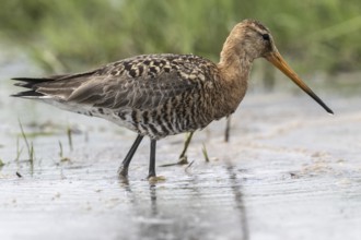 Black-tailed godwit (Limosa limosa), Lower Saxony, Germany, Europe