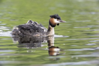 Great Crested Grebe (Podiceps Scalloped ribbonfish) with juveniles, Emsland, Lower Saxony, Germany,