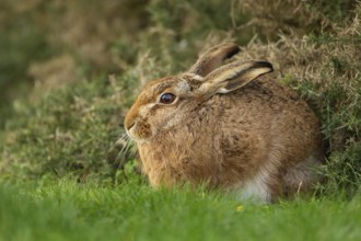 European brown hare (Lepus europaeus) adult animal resting in grassland, England, United Kingdom,