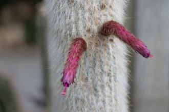 Blossoms of the silver candle cactus (Cleistocactus strausii), Botanical Garden, Erlangen, Middle