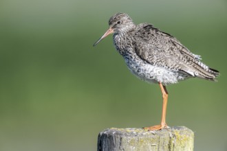 Redshank (Tringa totanus), Lower Saxony, Germany, Europe
