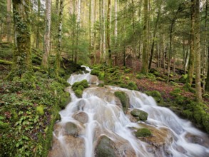 Waterfall with moss-covered rocks, Sihlsprung, Menzingen, Canton Zug, Switzerland, Europe