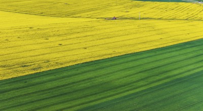 Rape field in bloom with a small house. Landscape near Dornstadt Baden-Württemberg, Germany, Europe