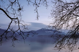 Morning atmosphere at Lake Zug with a tree in the foreground, the Rigi in the background, Cham,