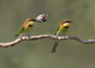Chestnut-headed Bee-eater (Merops leschenaulti) perched on a branch, Penang, Malaysia, Asia