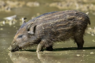 Wild boar (Sus scrofa) squeaker foraging in the mud of puddle in forest in spring