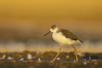Black-winged Stilt (Himantopus himantopus) juvenile foraging, North Rhine-Westphalia, Germany,