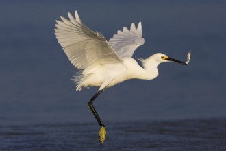 Snowy Egret (Egretta thula) flying, Florida, USA, North America